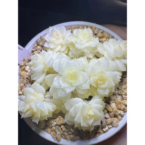 花陌派编号麦秆fm-232多肉