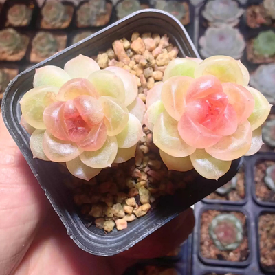 秘境新品-天使之吻定向繁殖