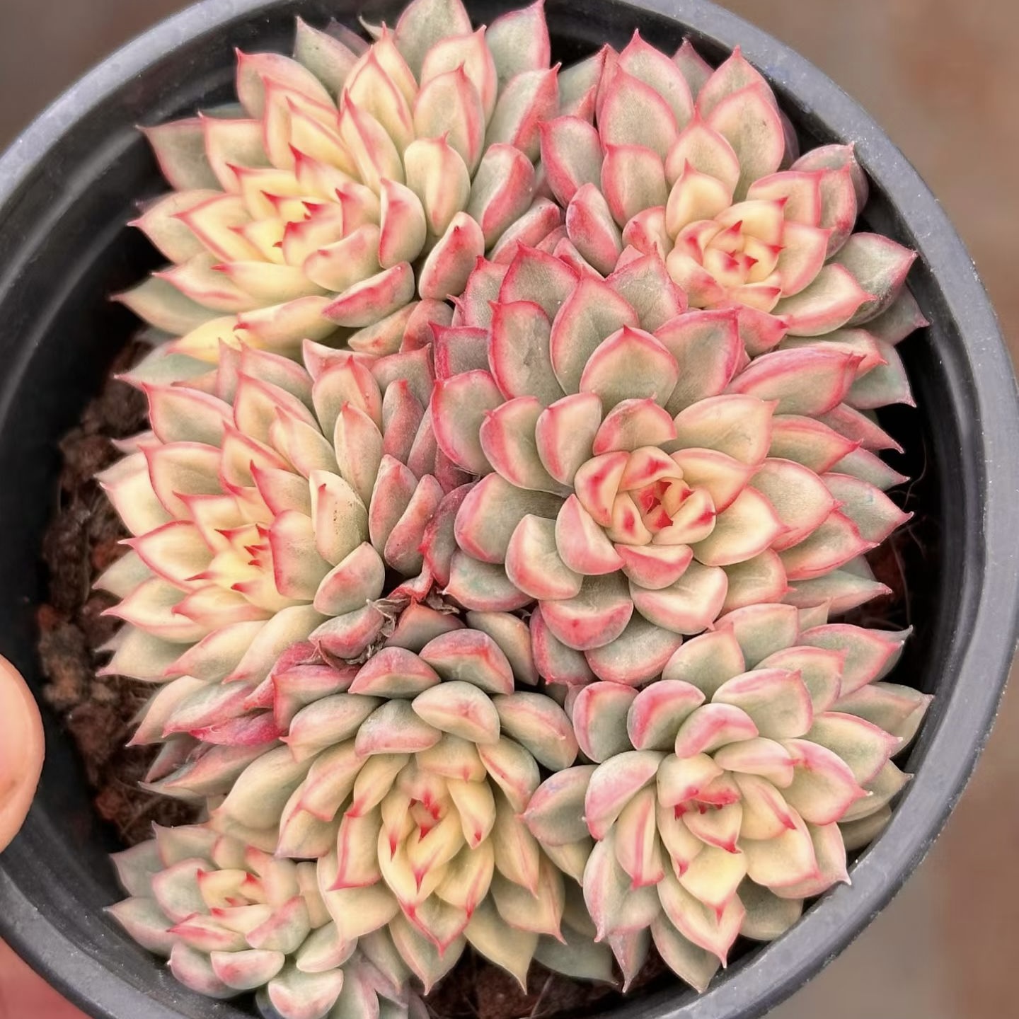 女雏锦  多肉植物  一物一拍