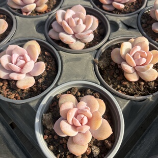 奶茶 多肉植物 一物一拍 阳光雨露多肉