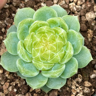 蜗牛大叔 泼天的富贵 多肉植物 一物一拍