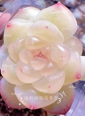 多肉 云间 李铁锤甜心 主图舟舟母本定向繁殖 一物一拍 包品种