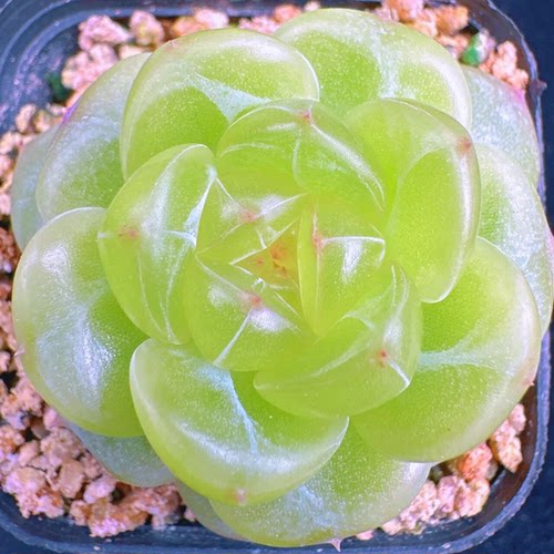 巫拉拉新品-簪星A4定向繁殖多肉