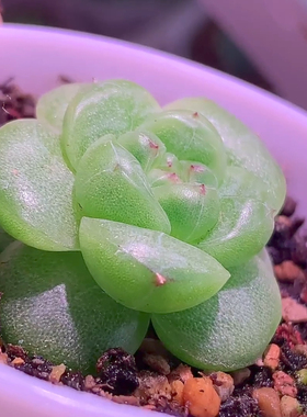 绝绝子珍妮麦秆 主图月亮星星母本定繁 一物一拍多肉