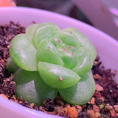 绝绝子珍妮麦秆主图母本定繁