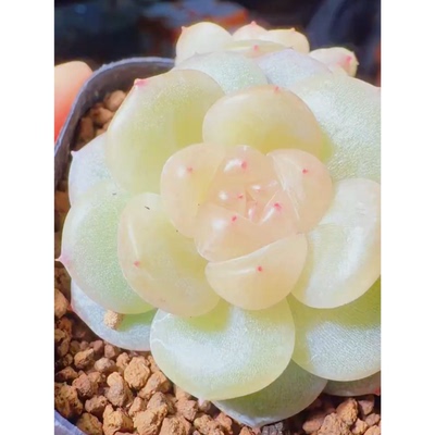 呱唧呱唧6090珍妮定向繁殖duor