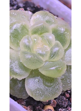 爆珠青提 主图银行狗母本定繁 一物一拍多肉