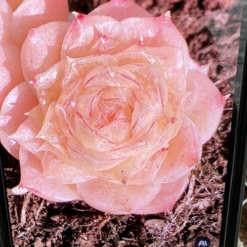 花陌派编号麦秆多肉-自留533