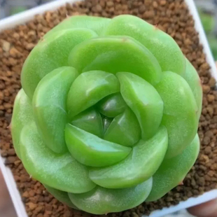 心中的日月 花意匠多肉遥遥领先珍妮 主图母本定繁 一物一拍