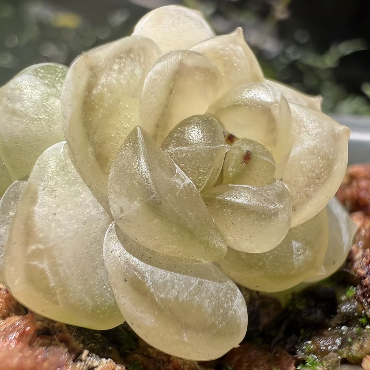 风花雪月X6主图荼靡母本定繁图片