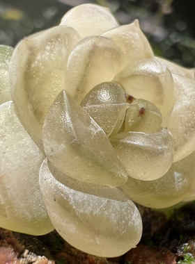 风花雪月X6 化水色主图荼靡母本定繁 一物一拍多肉