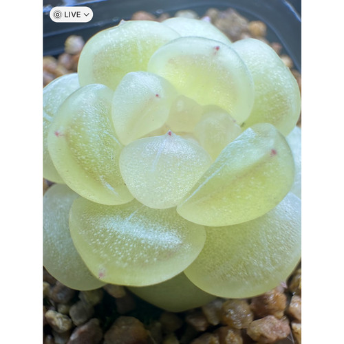 财富密码多肉主图母本定繁