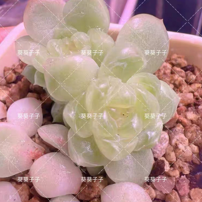 财富密码现金主图母本定繁