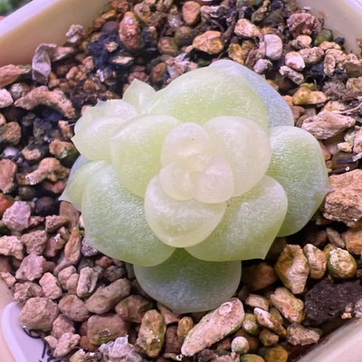 葵葵子白糖心主图母本定繁多肉