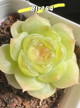 花陌派新品BL-154 定向繁殖 一物一拍多肉