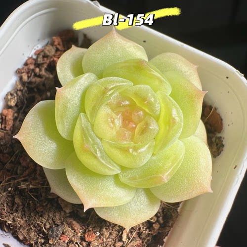 花陌派新品BL-154多肉