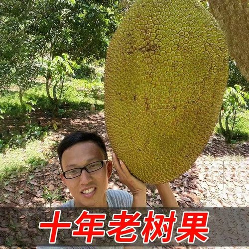 海南黄肉菠萝蜜新鲜水果波罗蜜当季特产一整个20-40斤整箱包邮红