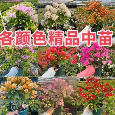 三角梅中苗阳台庭院四季勤花优美