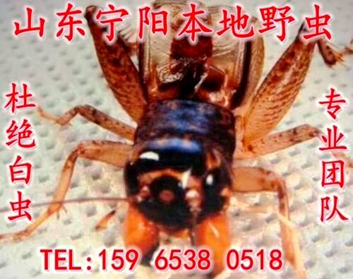 宁阳县泗店本土野生蟋蟀活体