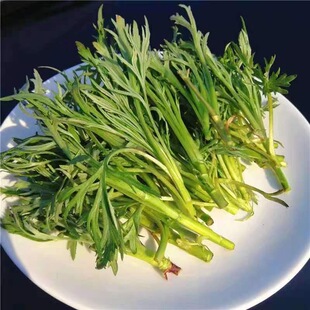新鲜柳蒿芽清水头茬采摘纯野生柳蒿芽袋装东北特产山野菜  海拉尔