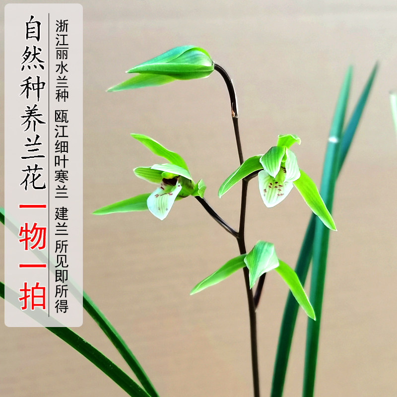 浙江丽水瓯江细叶大叶寒兰建兰秋兰一物一拍浓香清香兰花盆栽冬季