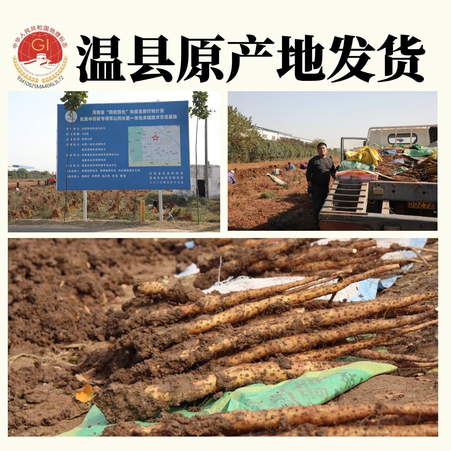 河南焦作新鲜铁棍山药5斤整箱