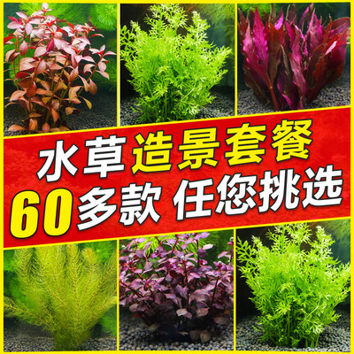 鱼缸水草植物活趴地迷你懒人阴性莫斯爬地矮珍珠增氧真草造景套餐 百草园水族馆 淘优券
