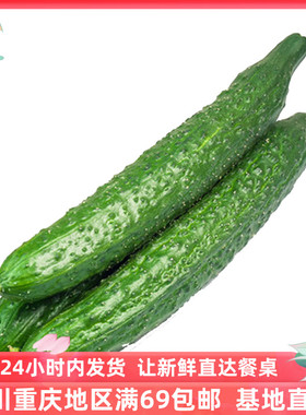成都好特蔬黄瓜新鲜蔬菜农场直供青瓜包邮1000g Cucumber