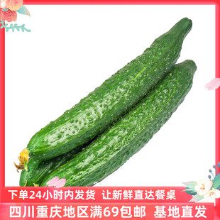 Cucumber 1000g 成都好特蔬黄瓜新鲜蔬菜农场直供青瓜 包邮
