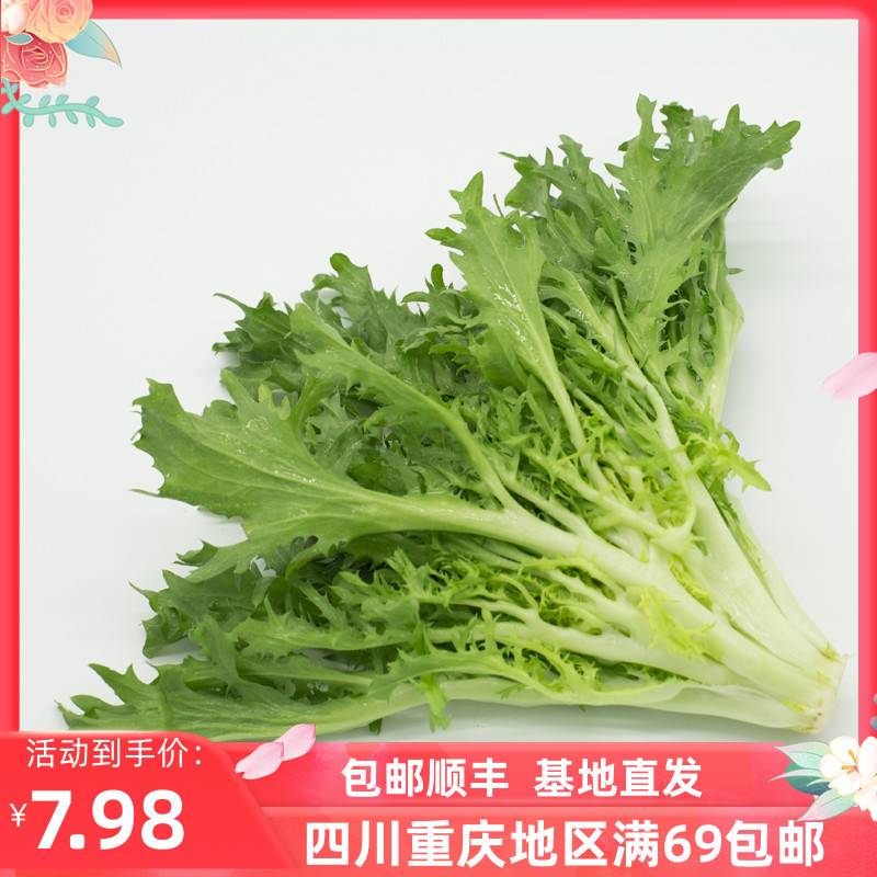 新鲜苦菊牙菜沙拉菜西餐蔬菜500g