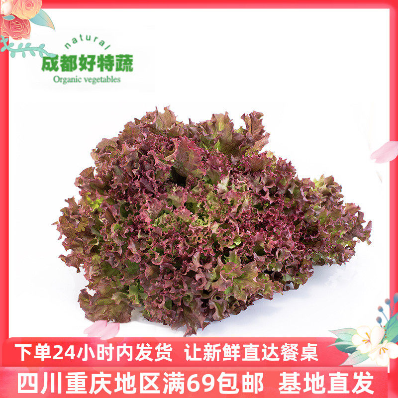 红叶生菜新鲜沙拉蔬顺丰包邮