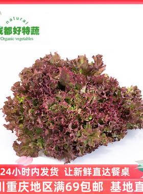 红珊瑚紫叶红叶生菜新鲜沙拉蔬菜产地直供包邮Corral  Red 250G
