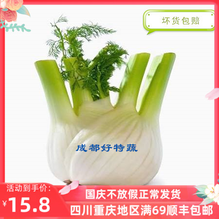基地直供球茎茴香新鲜蔬菜特色食材顺丰包邮 Fennel 500克