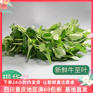 成都好特蔬牛至叶oregano leaves50g 披萨意面西餐意面家用调料