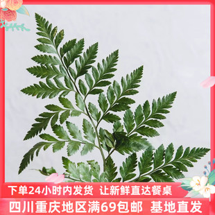 羊齿叶高山羊子叶可食用西餐盘饰装饰食材顺丰包邮