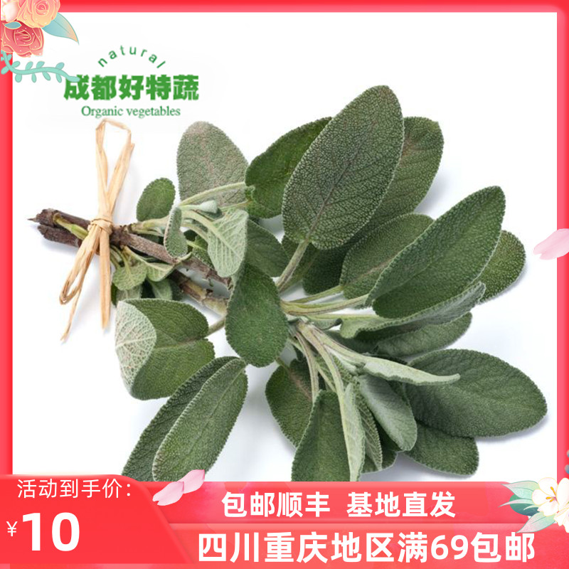 成都好特蔬新鲜鼠尾草西餐香料特色食材顺丰包邮 sage 100g
