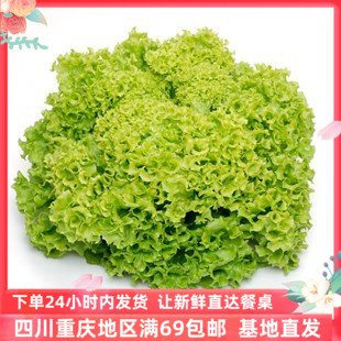 绿叶花叶绿珊瑚生菜沙拉蔬菜
