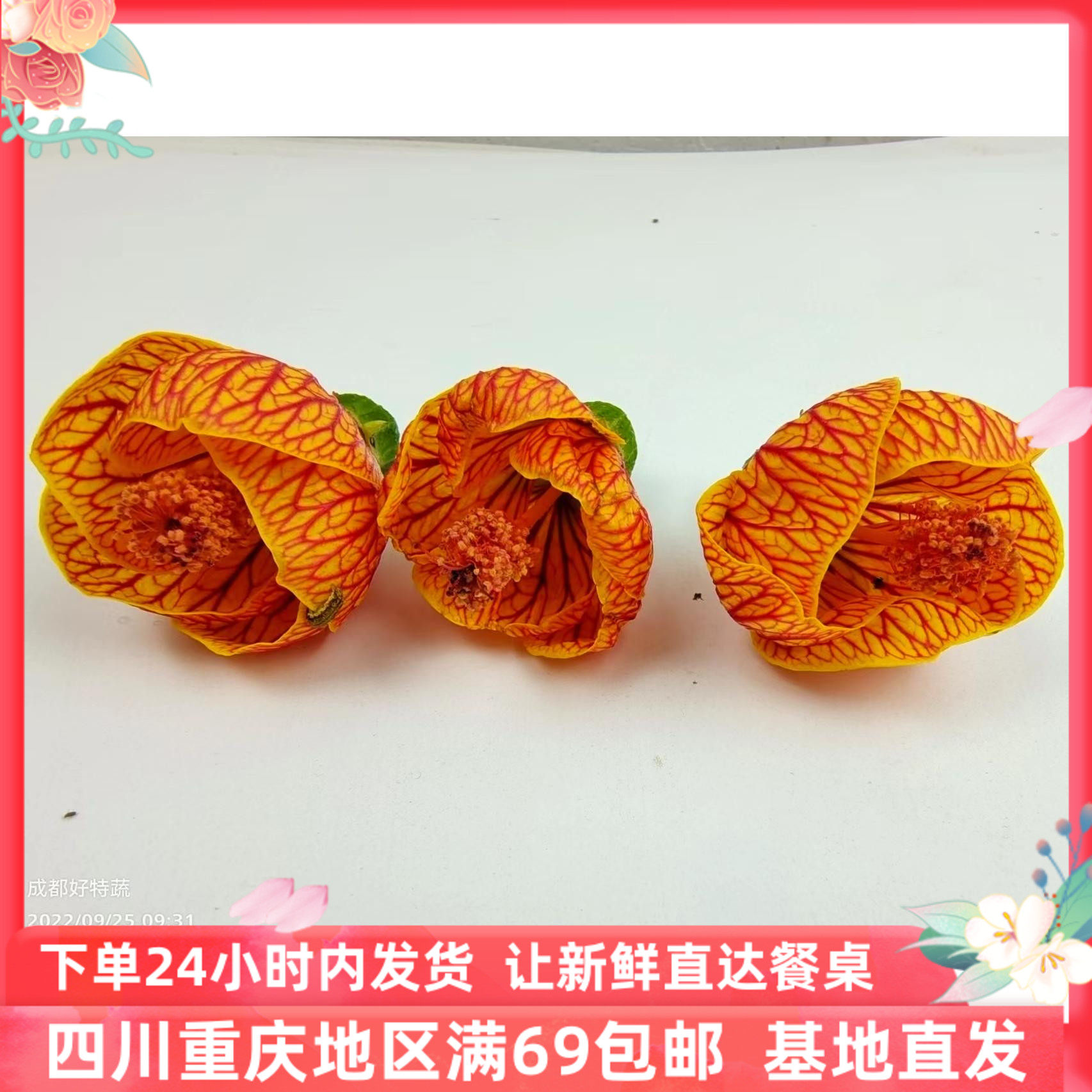 新鲜灯笼花金玲花风铃花灯笼花瓣法餐西餐厅摆盘装饰鲜花10朵/盒