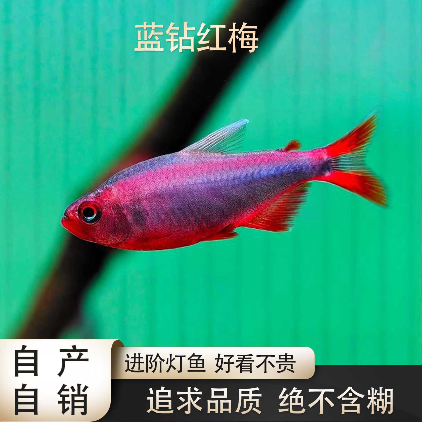 蓝钻红梅南美高端稀有群游灯鱼