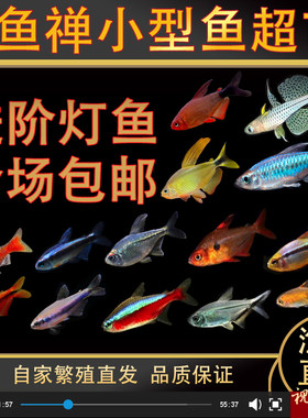 鱼禅热带鱼淡水便宜好养好看灯鱼