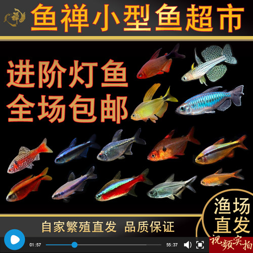 鱼禅热带鱼淡水便宜好养好看灯鱼