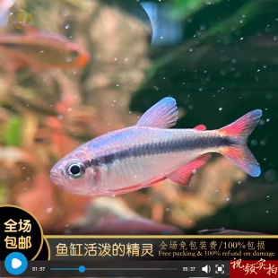 鱼禅水族蓝缎带三型3型热带小型观赏高端鱼皇室青魔鬼群游热带鱼