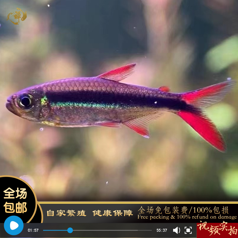 鱼禅水族赤焰绿翡翠群游红尾炽焰稀有高阶企鹅灯热带观赏活体淡水 宠物/宠物食品及用品 鱼 原图主图