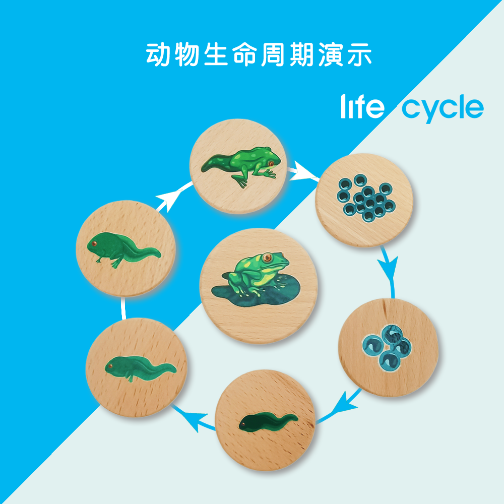 生命周期推演自然科学早教教具益智幼木质儿童玩具