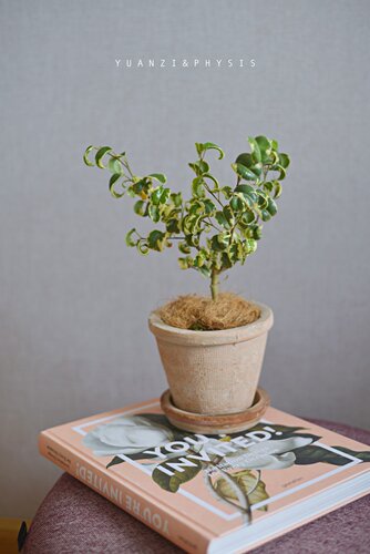 卷福锦绿植室内美观趣味小众