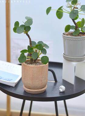 PHYSIS 老桩镜面草ins新进网红绿植办公室桌面植物盆栽美观好养