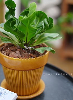 PHYSIS热带雨林里的」眼镜蛇巢蕨室内超耐热盆栽好养净化空气