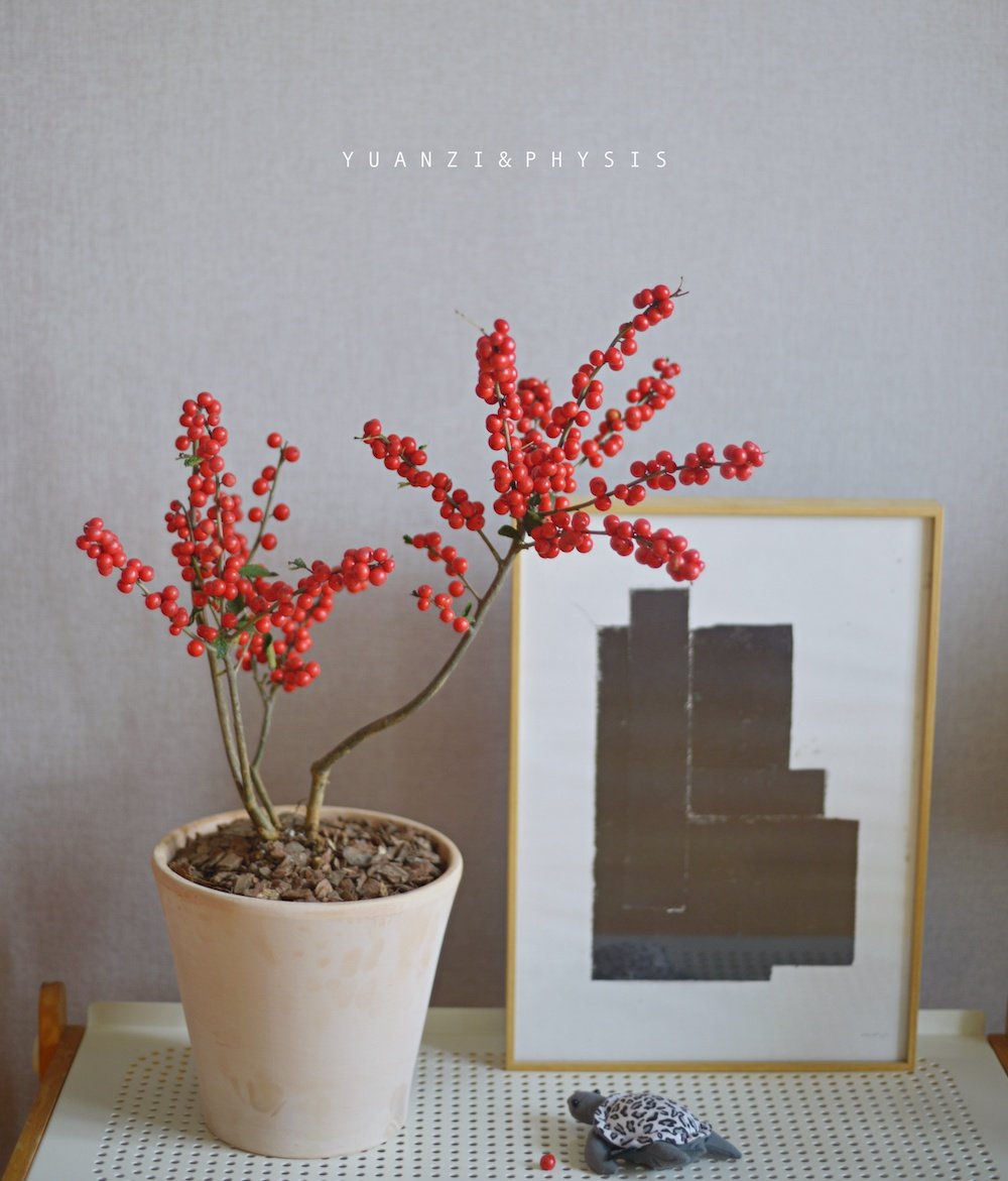 北美冬青盆栽好养耐寒性强