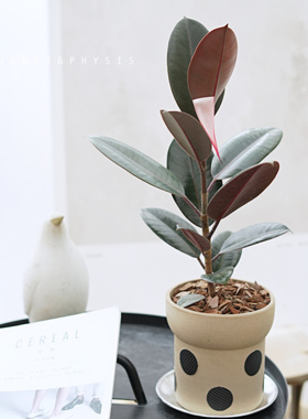 PHYSIS 室内观叶植物多年生木本植物黑金刚橡皮树印度榕盆栽