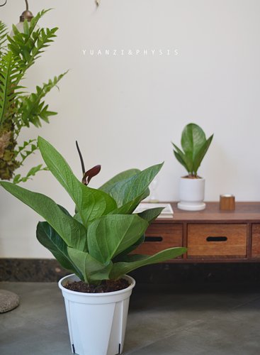 鸟巢花烛聚宝盆室内外热带植物